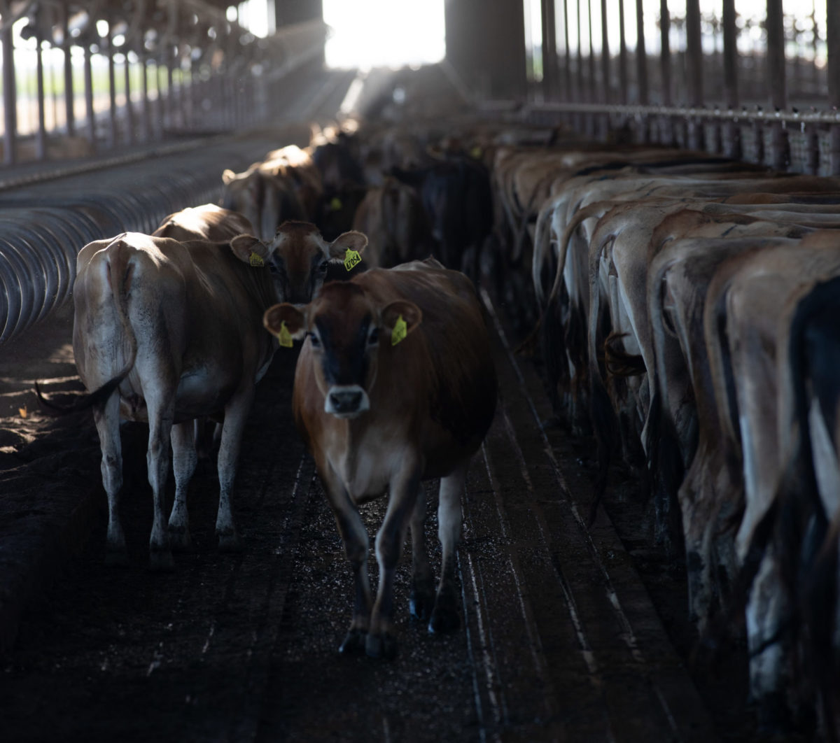 Projected Herd Inventory