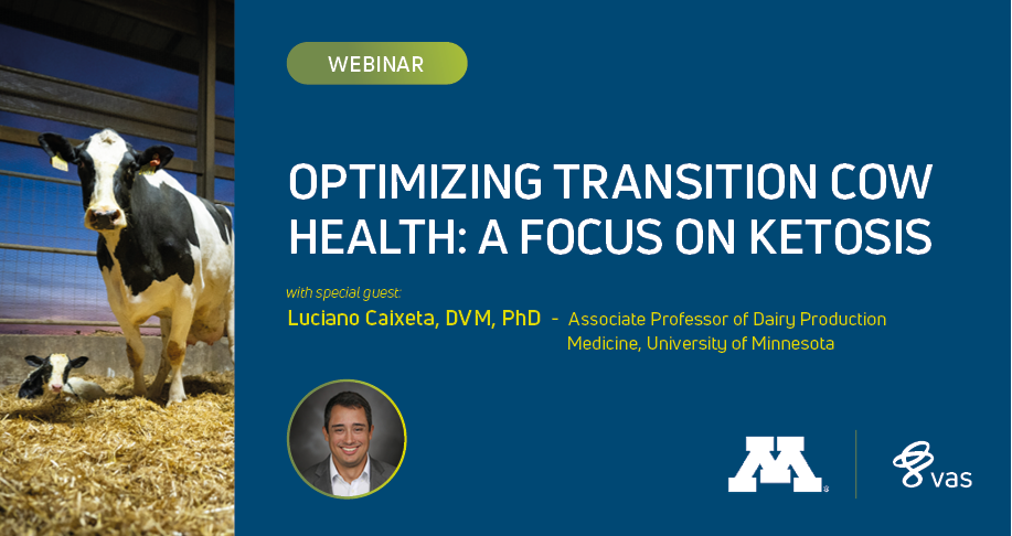 Optimizing Transition Cow Health: A Focus on Ketosis